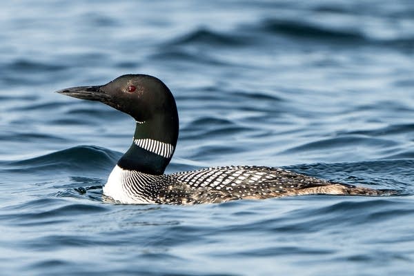 State funding brings planned National Loon Center closer to construction - Vimarsana News
